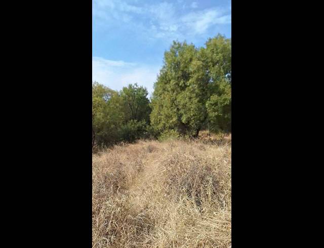 272HA FARM FOR SALE IN KOSTER
